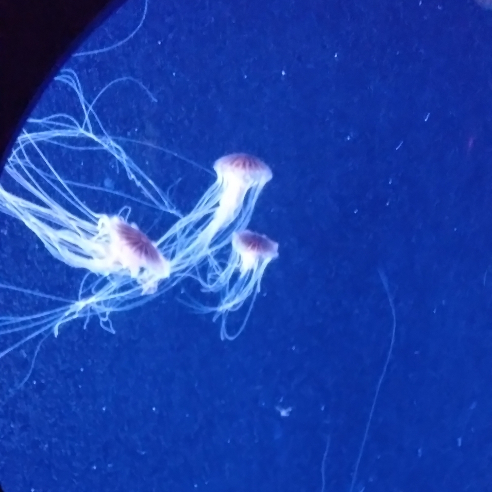 Meet your Posher, LD